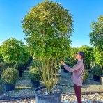 Červienka Fraserova (Photinia × fraseri) ´RED ROBIN´ - výška 250-270 cm, kont. C230L (-24°C) VIACKMENNÝ EXTRA EXEMPLÁR
